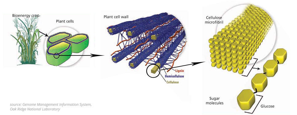 Lignocellulose, the most abundant organic substance on earth, is composed of three major constituents – cellulose, hemicellulose and lignin – that combine to protect energy-storing sugars and give the plant cell wall strength and structure.